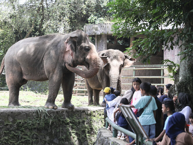 
 DistinasiTaman Margasatwa Ragunan Ramai Pengunjung di Hari Liburan
